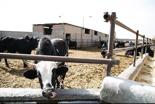 واردات ذرت برای خوراک دام توسط شرکت وابسته به صدا وسیما!