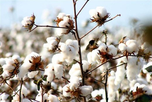 ۵۰۰ هکتار از اراضی دهلران زیر کشت پنبه 