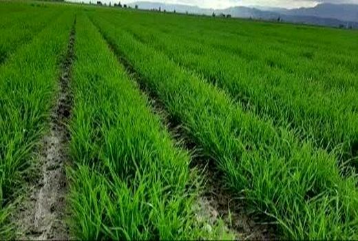 کشت گندم در بیضا به 11 هزار هکتار رسید