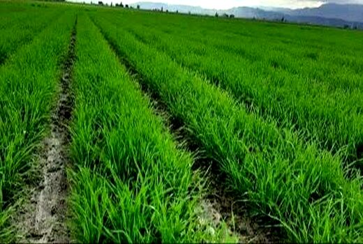 کشت گندم در بیضا به 11 هزار هکتار رسید