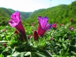  کشت تابستانه 210 هکتار سبزی و صیفی در خرمشهر