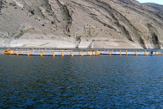 پرداخت تسهیلات به طرح های پرورش ماهی در قفس در سد سیمره از طرف بنیادبرکت