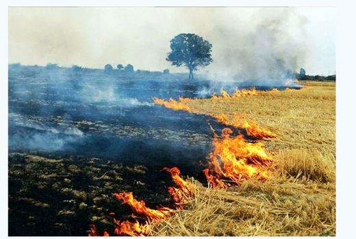 کشاورزان از آتش زدن بقایای گیاهی مزارع خودداری کنند 