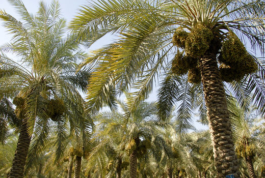 راه‌اندازی ایستگاه پیش‌آگاهی کشوری چوبخوارهای نخیلات در خرمشهر