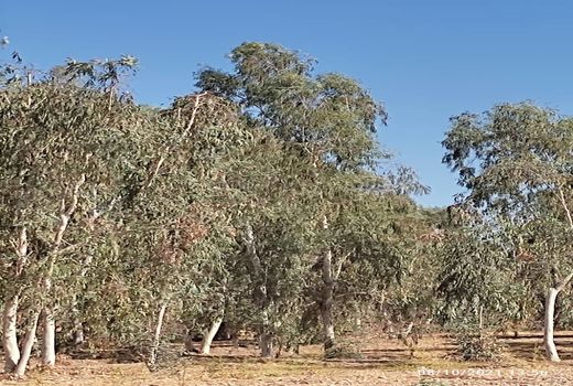 اکالیپتوس، درخت نواحی کویری نیست/ لزوم آبیاری درختان اکالیپتوس با آب‌های نامتعارف