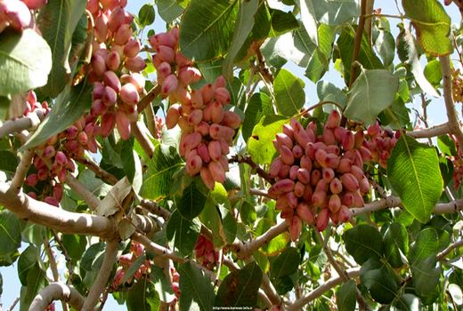 برداشت 58 هزار تن پسته از باغات پسته استان کرمان