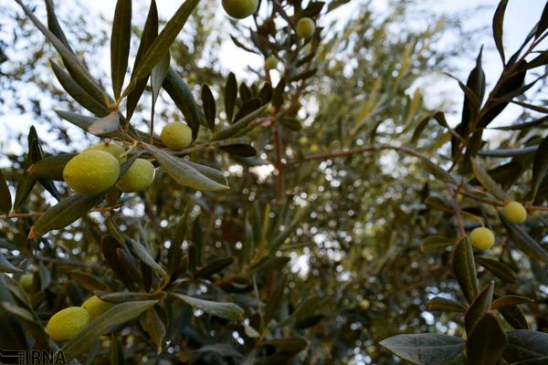 طرح جوان سازی باغات سنتی زیتون بر روی ۲۷ هزار اصله درخت در حال انجام است