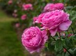 پیچیدن عطر گل محمدی ایران در 40 کشور جهان