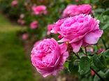پیچیدن عطر گل محمدی ایران در 40 کشور جهان