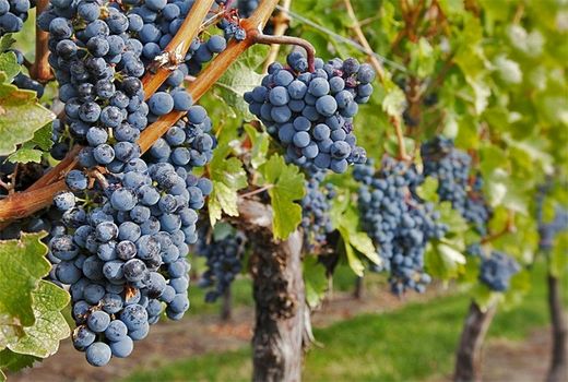 برداشت بیش از ۹ هزار تُن انگور از تاکستان‌های بانه