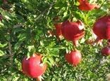 روش‌های بیولوژیک مقابله با کرم گلوگاه انار در شهرستان شهرضا موثر نیست