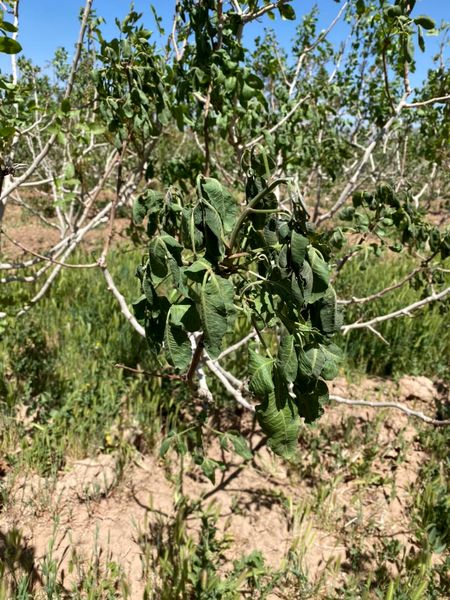 افت دما و سرمای بهاره به محصولات کشاورزی شهرستان بافت به ویژه بخش باغی خسارت وارد کرد