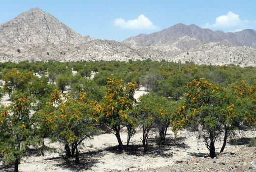 درخت انار شیطان در سیستان و بلوچستان با خطر نابودی رو به رو است