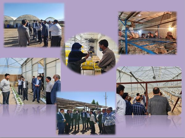 بازدید  رئیس سازمان جهاد کشاورزی از طرح های کشاورزی شهرستان کرمان 