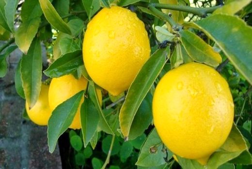 آغاز برداشت لیمو لیسبون در شهرستان بندرعباس