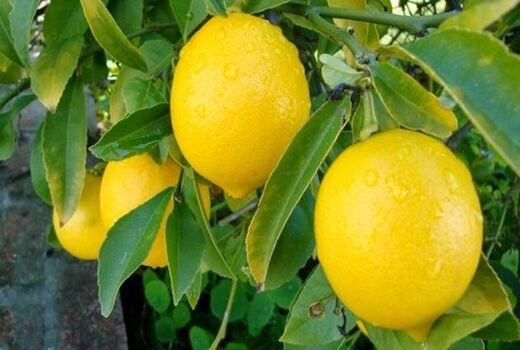 آغاز برداشت لیمو لیسبون در شهرستان بندرعباس