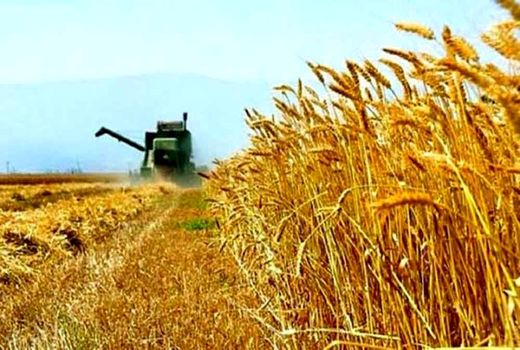 واردات گندم برای تامین نیاز استان اصفهان