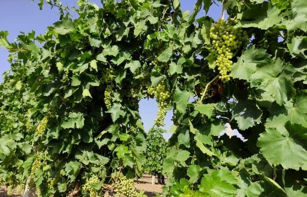  طرح «فراز انگور» از راهکارهای اصلاح و احیاء تاکستان های کشور و بهینه کردن تولید