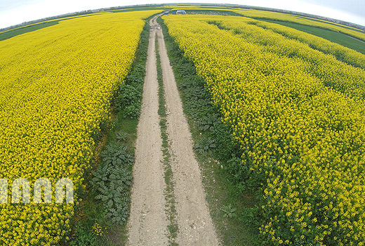 پرداخت مطالبات کلزاکاران تا پایان هفته