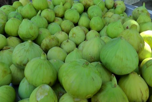 آغاز برداشت انجیر از باغات سرو آباد کردستان