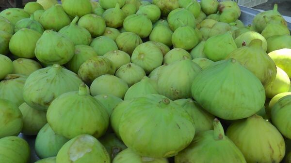 آغاز برداشت انجیر از باغات سرو آباد کردستان