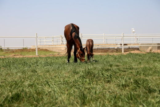 طعم علوفه‌های اصلاح شده در کام اسب‌های دره شوری