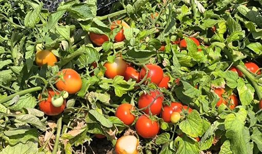 آغاز برداشت گوجه فرنگی از یک هزار هکتار اراضی قیروکارزین