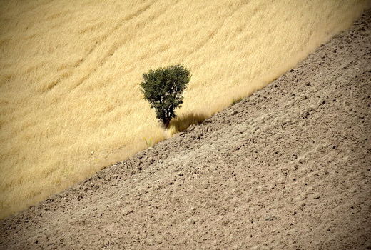 کشت بیش از 19 هزار هکتار گندم در مزارع شهرستان نمین