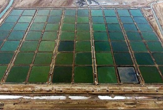 ۱۵ هزار هکتار زمین برای توسعه آبزی‌پروری در استان بوشهر شناسایی شد 
