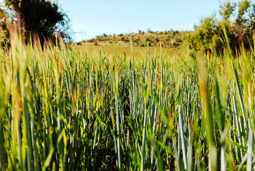 سطح کشت محصولات پرآب‌بر و علوفه‌ تعدیل می‌شود/  انتقال سبزیجات به محیط‌های کنترل‌شده