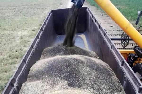 ۳۵۰۰ تن دانه روغنی کلزا از کشاورزان استان قزوین خریداری شد