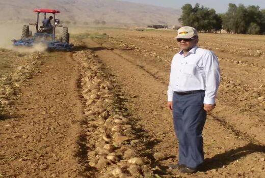 برداشت چغندر قند پاییزه برای اولین بار در فسا