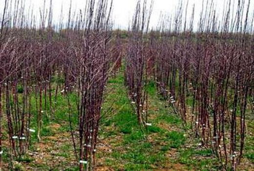 آغاز کاشت ۱۲ هزار اصله نهال در فاروج