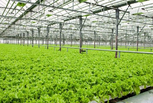 امنیت غذایی و ثبات بازار، با رعایت الگوی کشت میسر می‌شود