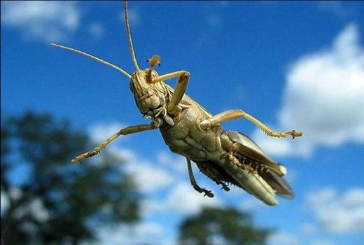 هجوم ملخ آسیایی به مراتع سیستان