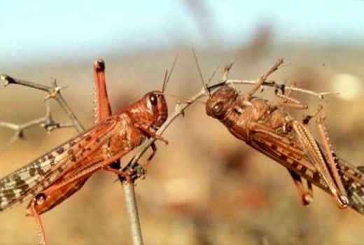 در سطح ۴۰۰ هکتاراراضی فاروج مبارزه با ملخ انجام شد 