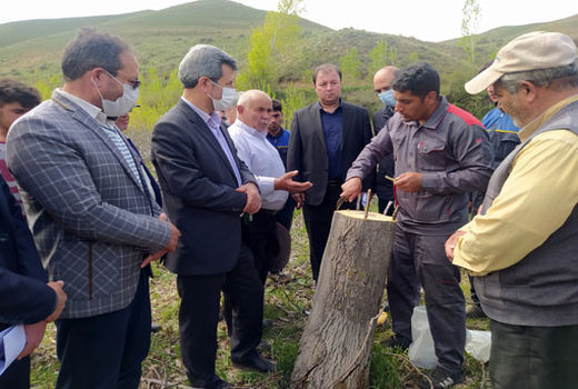اجرای عملیات سرشاخه کاری درختان گردو در باغات شهرستان ورزقان