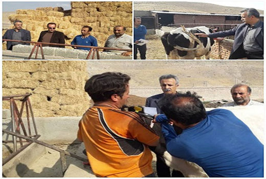 پلاک‌کوبی حدود 13هزار راس دام در شهرستان اسکو