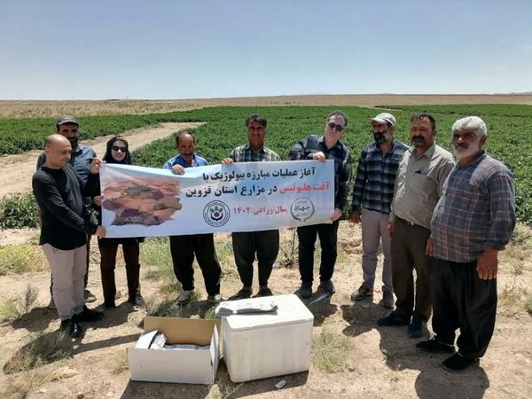 اجرای کنترل بیولوژیک آفات در مزارع گوجه‌فرنگی قزوین