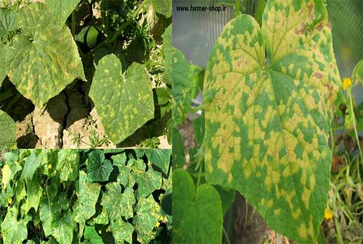 تشکیل قرارگاه مرکزی مدیریت بیماری سفیدک دروغی سیب‌زمینی در اردبیل