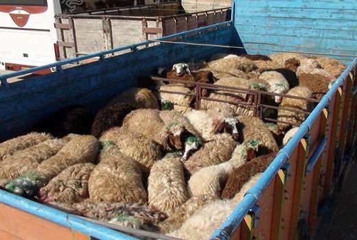 پنج استان کشور مقصد دام‌های سروستان 