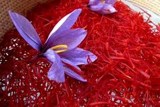 خرید بیش از ۲هزار کیلوگرم زعفران در خراسان شمالی 