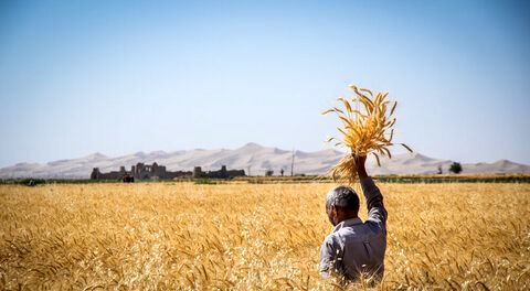 پیش‌بینی برداشت ۲۸۹ هزار تن گندم در اصفهان
