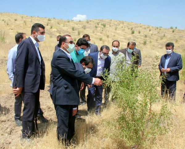 افزایش ۱۰ برابری درآمد کشاورزان با احداث باغات در اراضی شیب‌دار