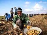 بیمه کشاورزی ، امنیت غذایی و تاب‌آوری 
