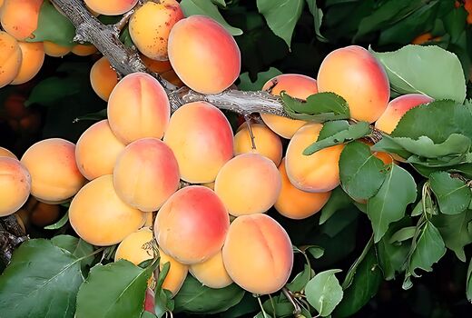 تولید ۷۷ هزار تُن زردآلو در آذربایجان شرقی؛ صادرات تا اروپا و کشورهای عربی