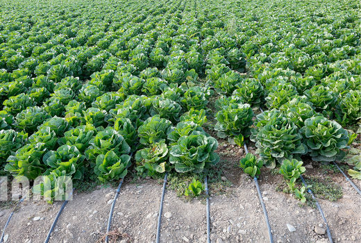 آبیاری قطره‌ای هم با کنتور مدیریت شود
