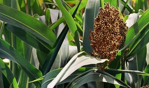 کشت سورگوم راهکار عملی کاهش فشار کم‌آبی بر نهاده‌های دامی