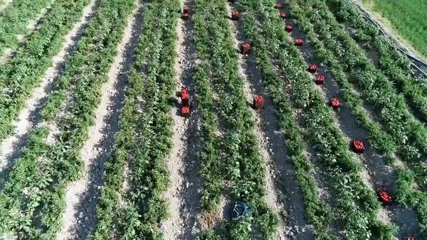 روی خوش کشاورزان اصفهانی به محصولات بیولوژیک