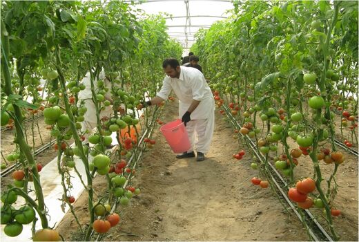 صادرات یک هزارتن گوجه فرنگی به روسیه و کشورهای حوزه خلیج فارس